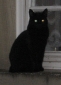 Katze